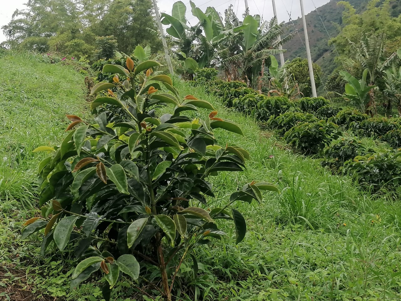 Colombia - Quindio