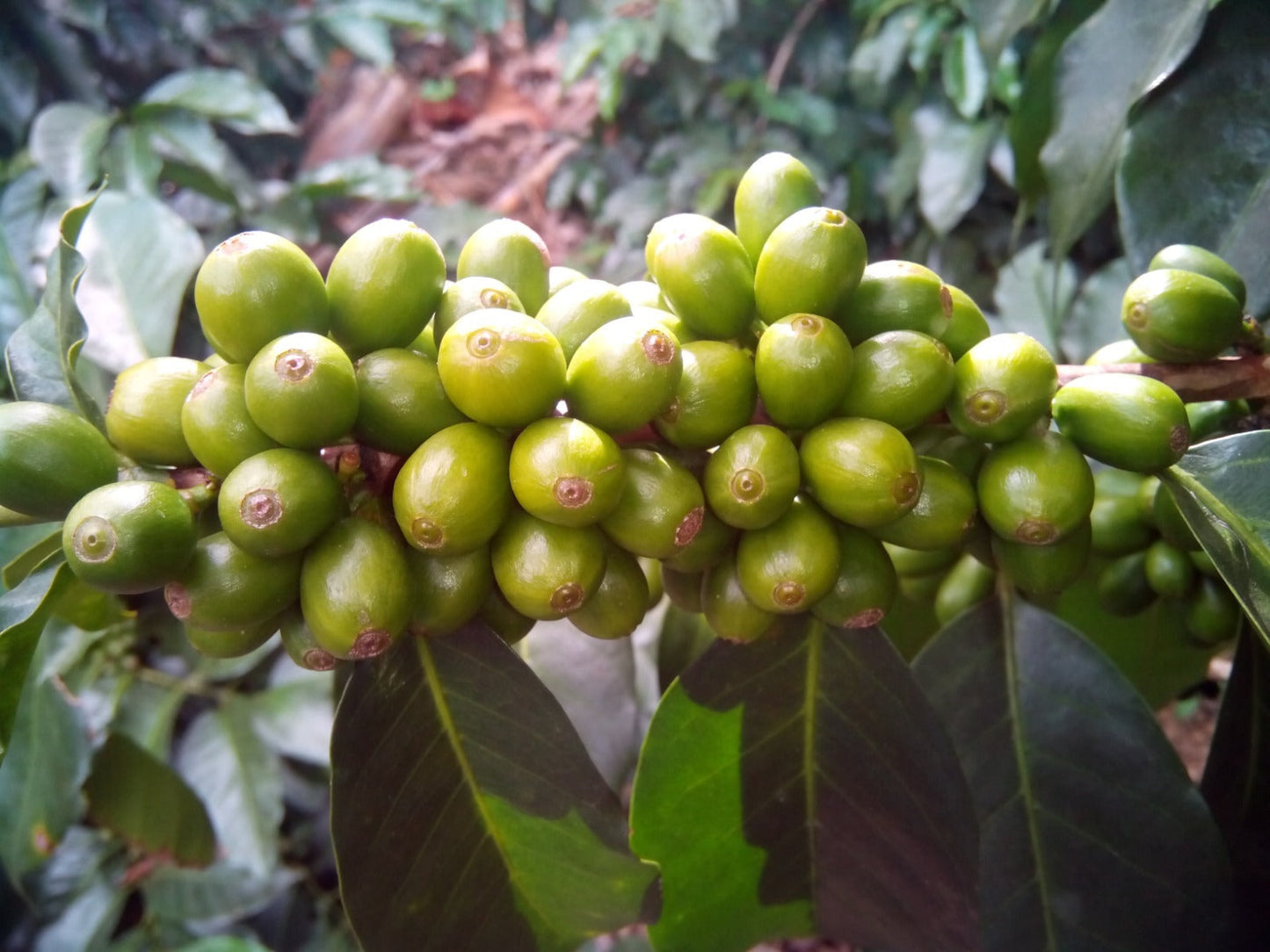 Colombia - Quindio